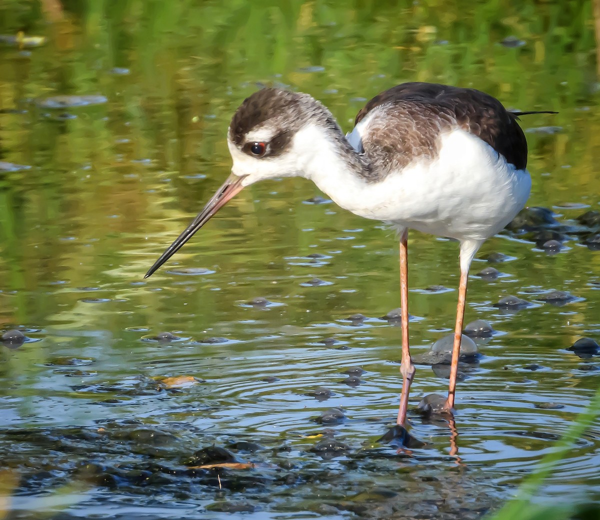 Black-necked Stilt - ML372424721