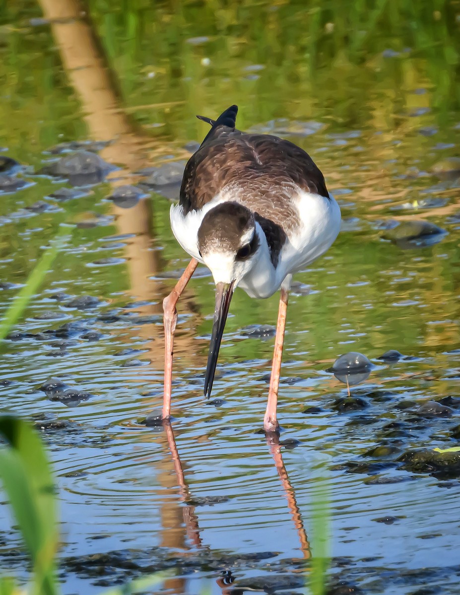 Black-necked Stilt - ML372424741