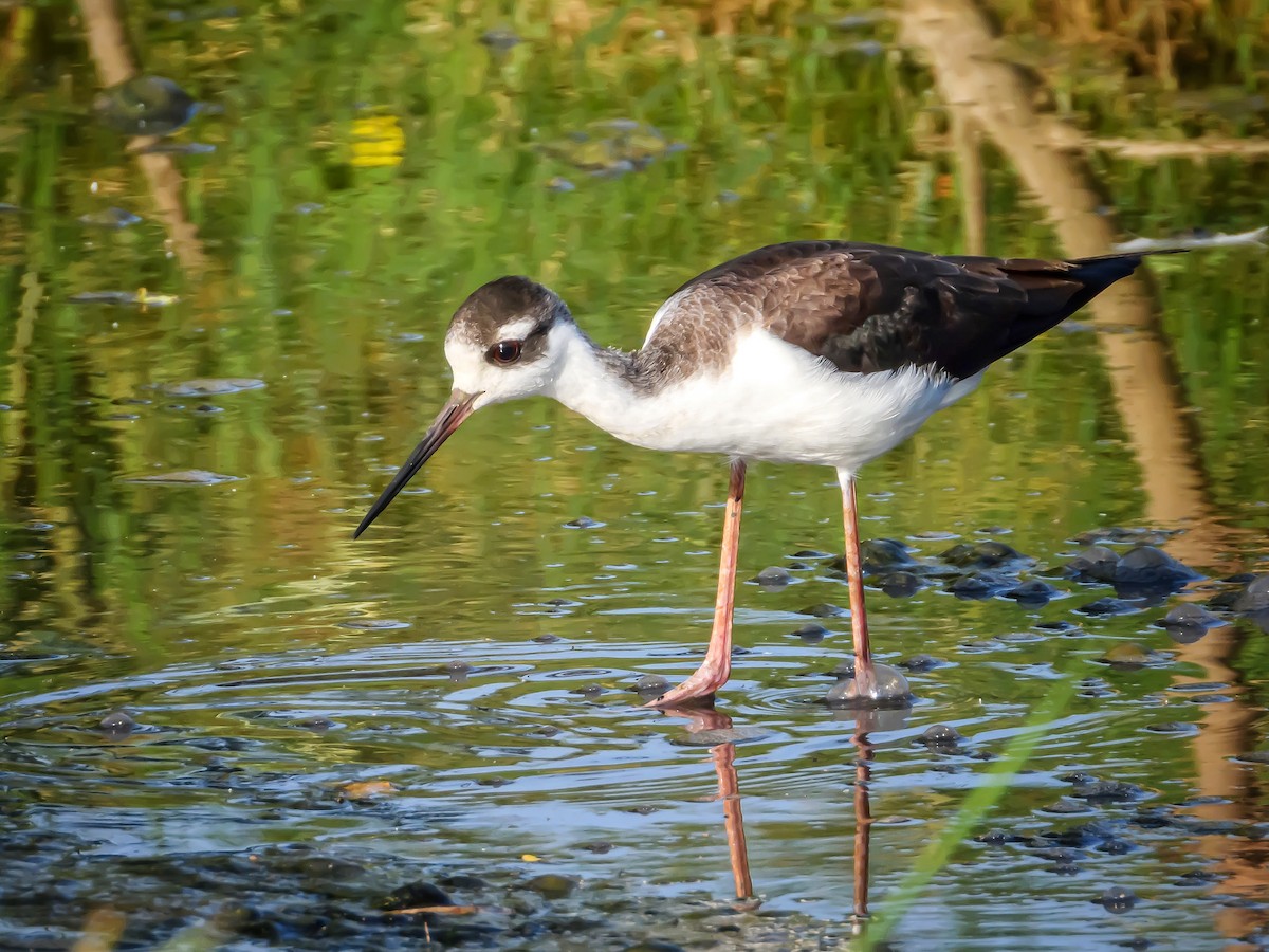 Black-necked Stilt - ML372424761