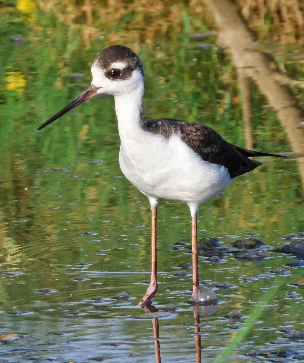 Black-necked Stilt - ML372424791