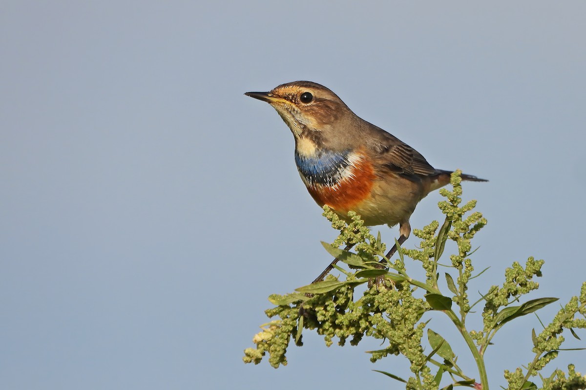 Bluethroat - Rui Jorge