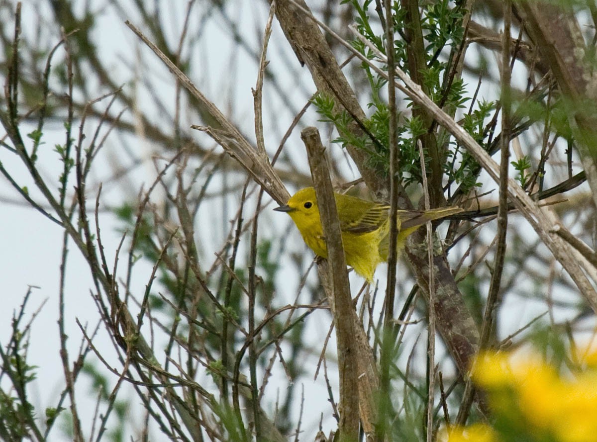 Yellow Warbler - Greg Gillson