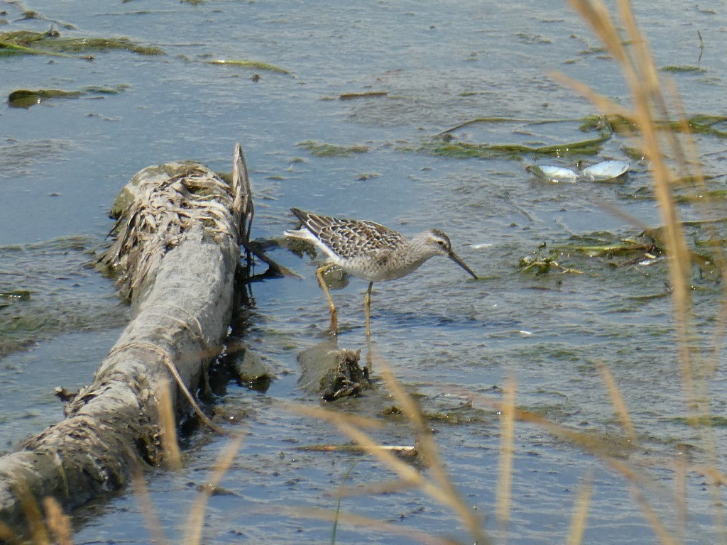 Stilt Sandpiper - ML372426741