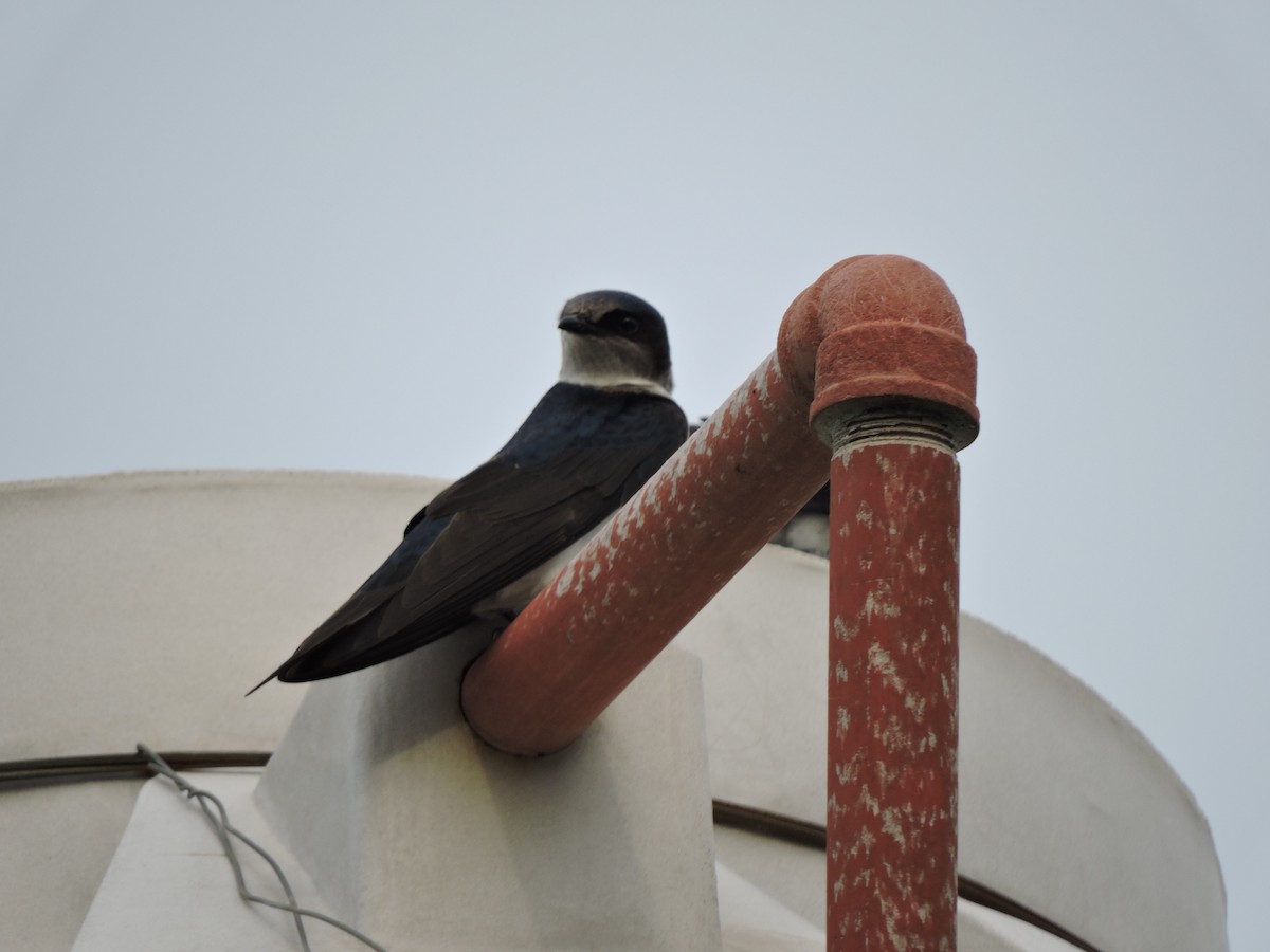 Gray-breasted Martin - ML372426781