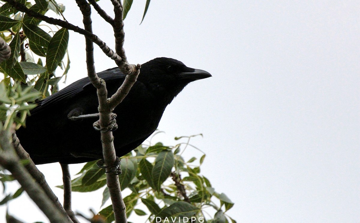 Хар хэрээ - ML372427331