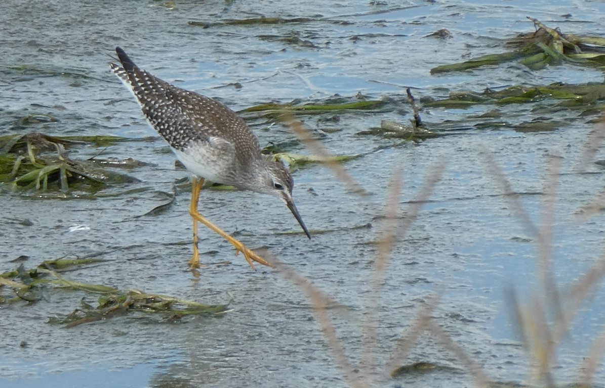 Lesser Yellowlegs - ML372428201