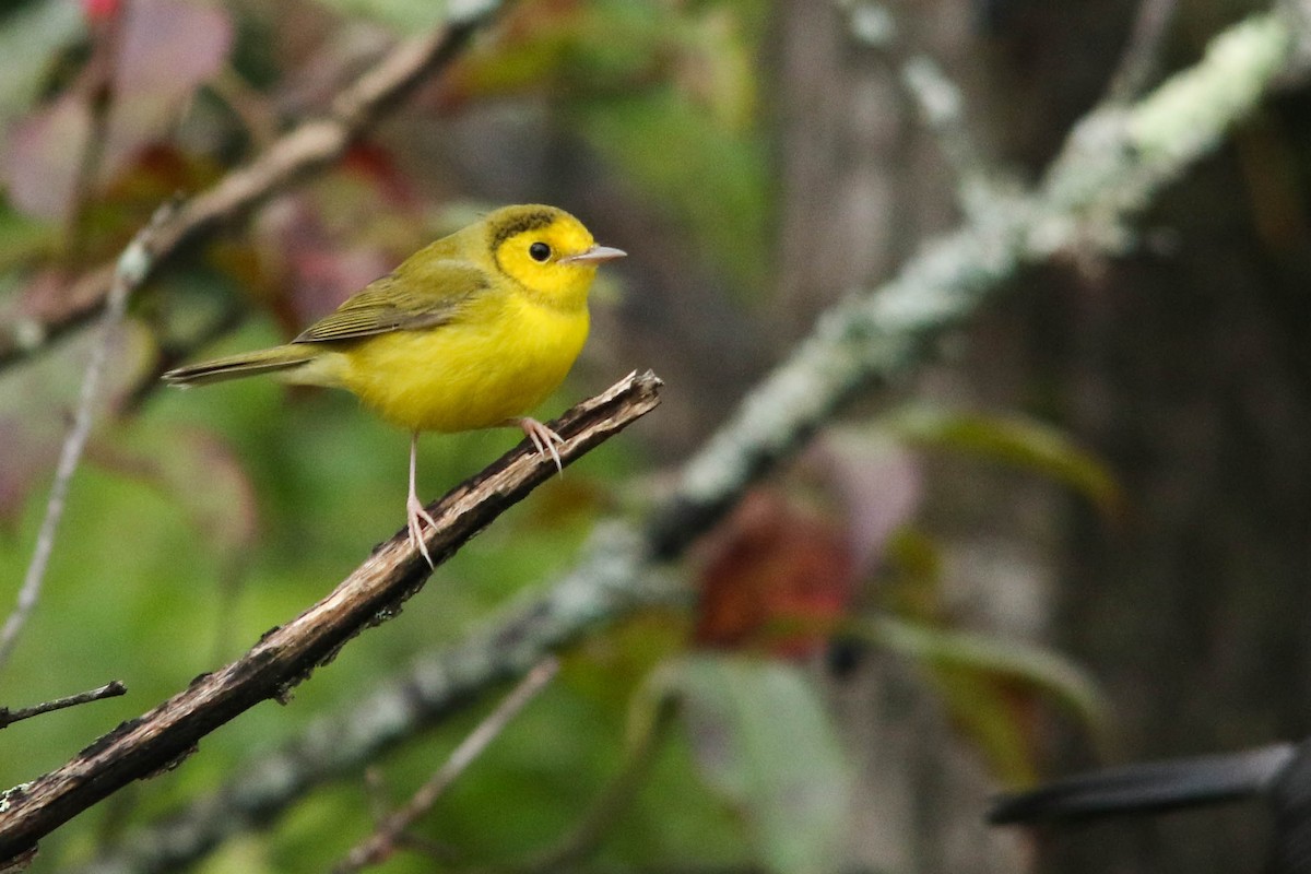 Hooded Warbler - ML372429231