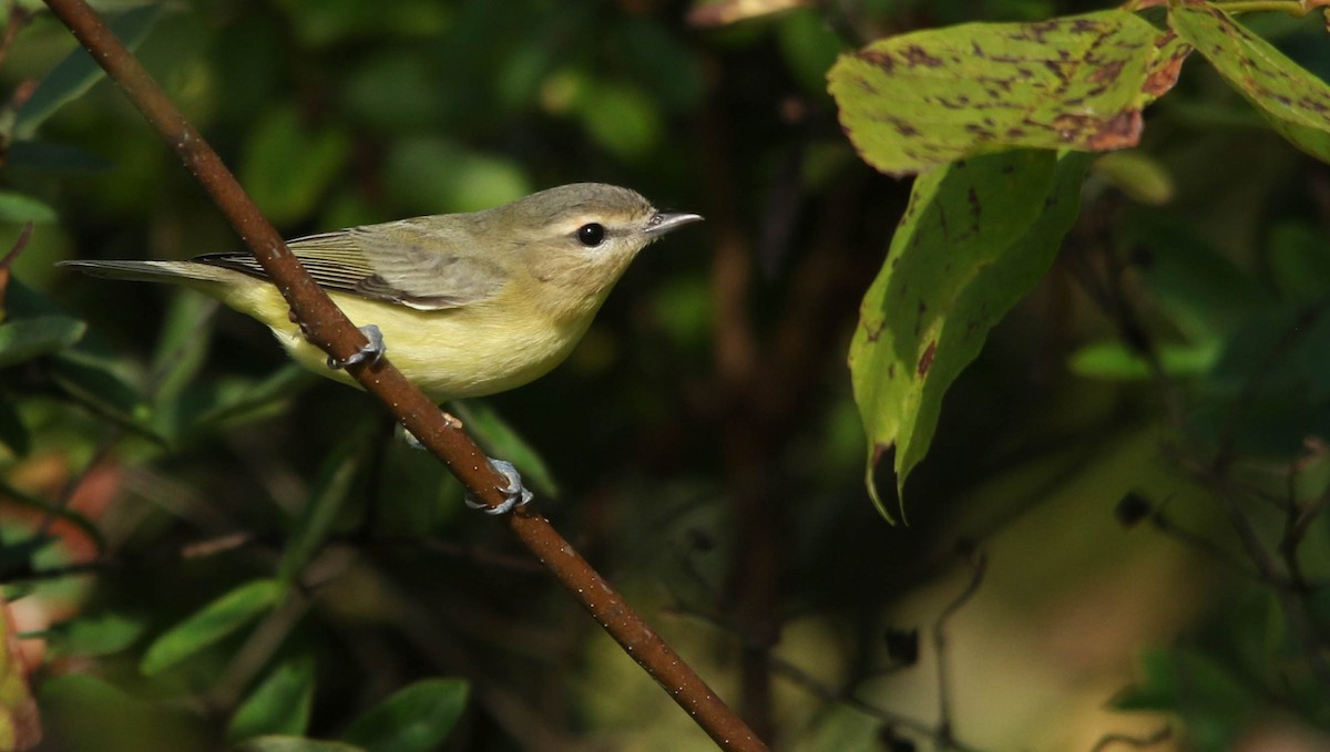 Philadelphia Vireo - ML372429291
