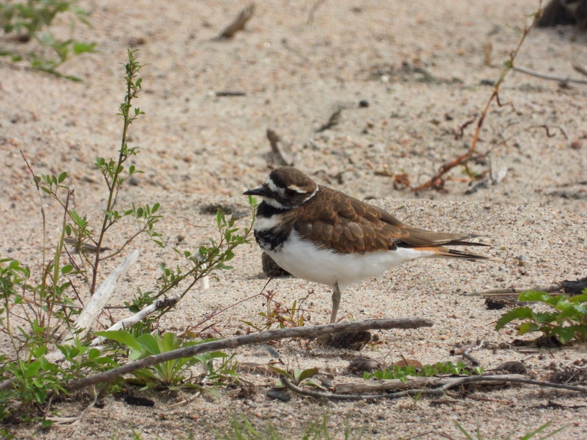 Semipalmated Plover - ML372429561