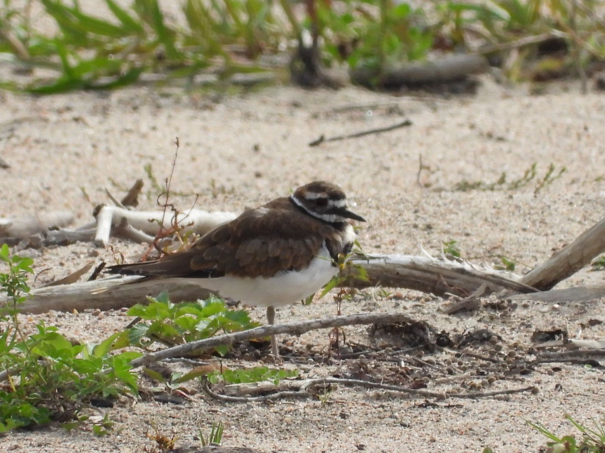 Semipalmated Plover - ML372429581