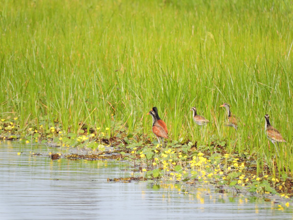 Wattled Jacana - ML372430031