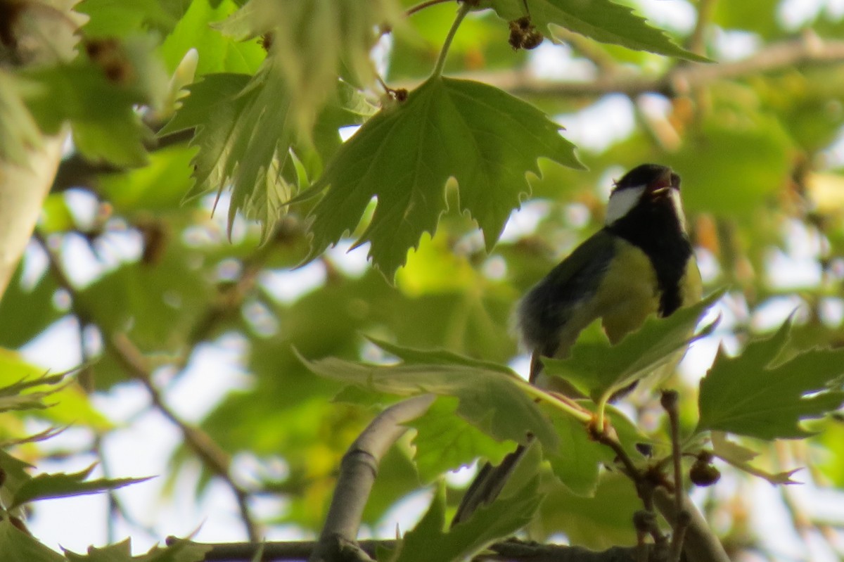 Great Tit - ML372431821