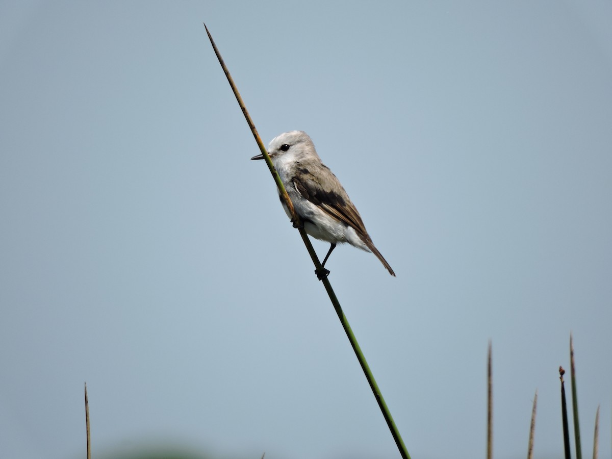 White-headed Marsh Tyrant - ML372432781