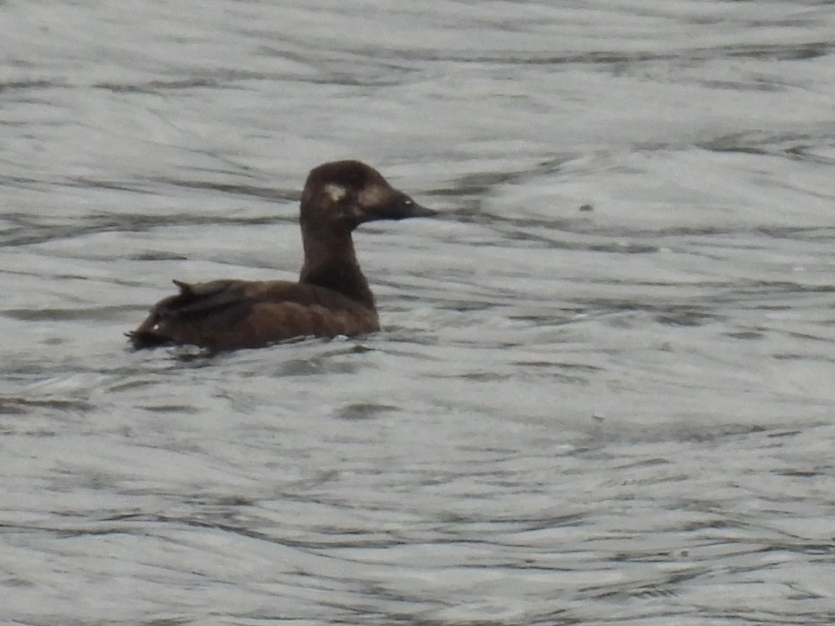 White-winged Scoter - ML372433151