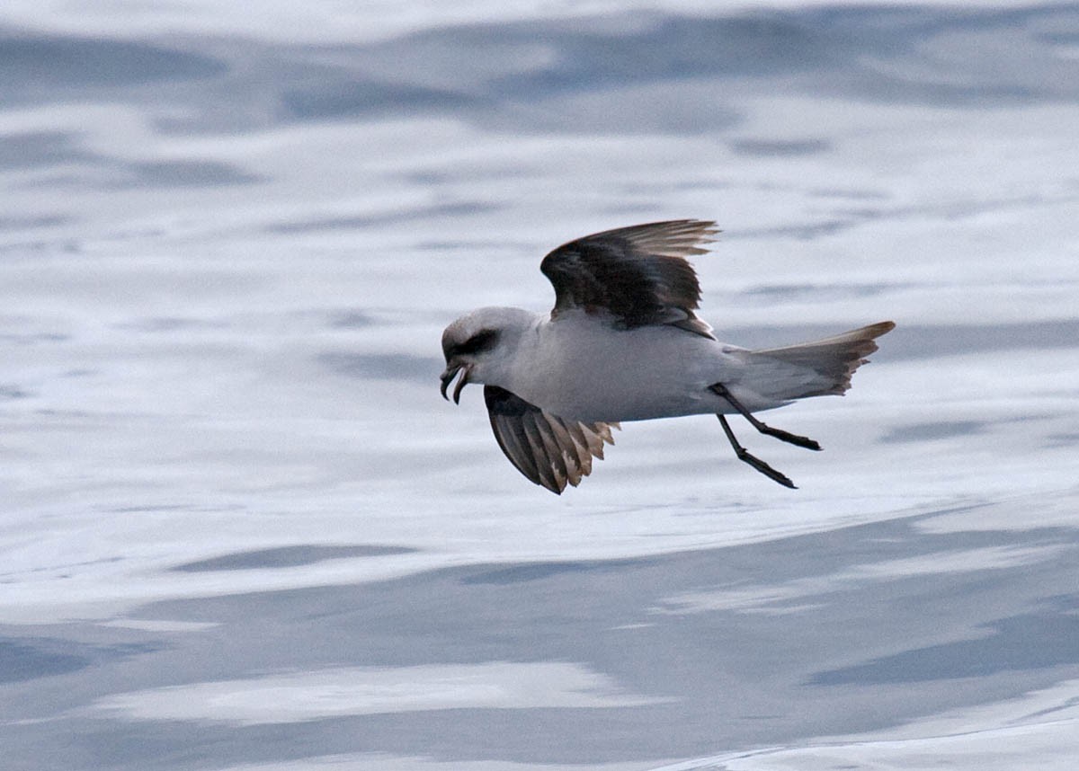 Fork-tailed Storm-Petrel - ML37243421