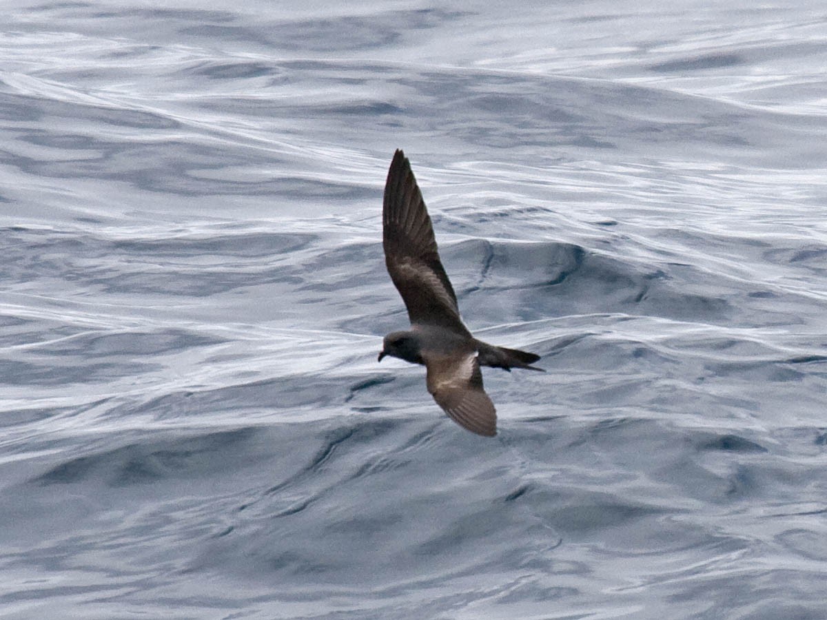 Ashy Storm-Petrel - Greg Gillson