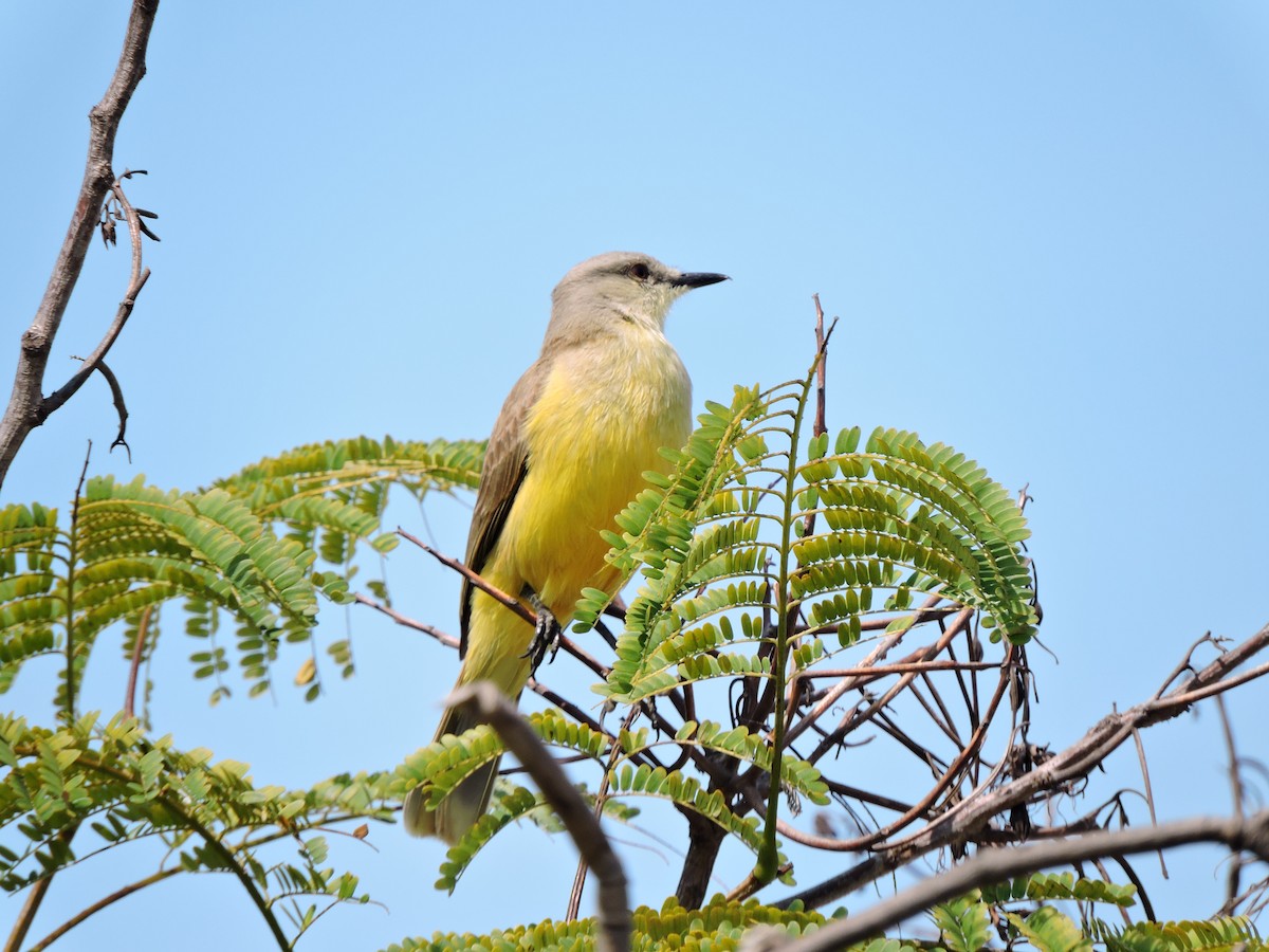 ウシタイランチョウ - ML372435841