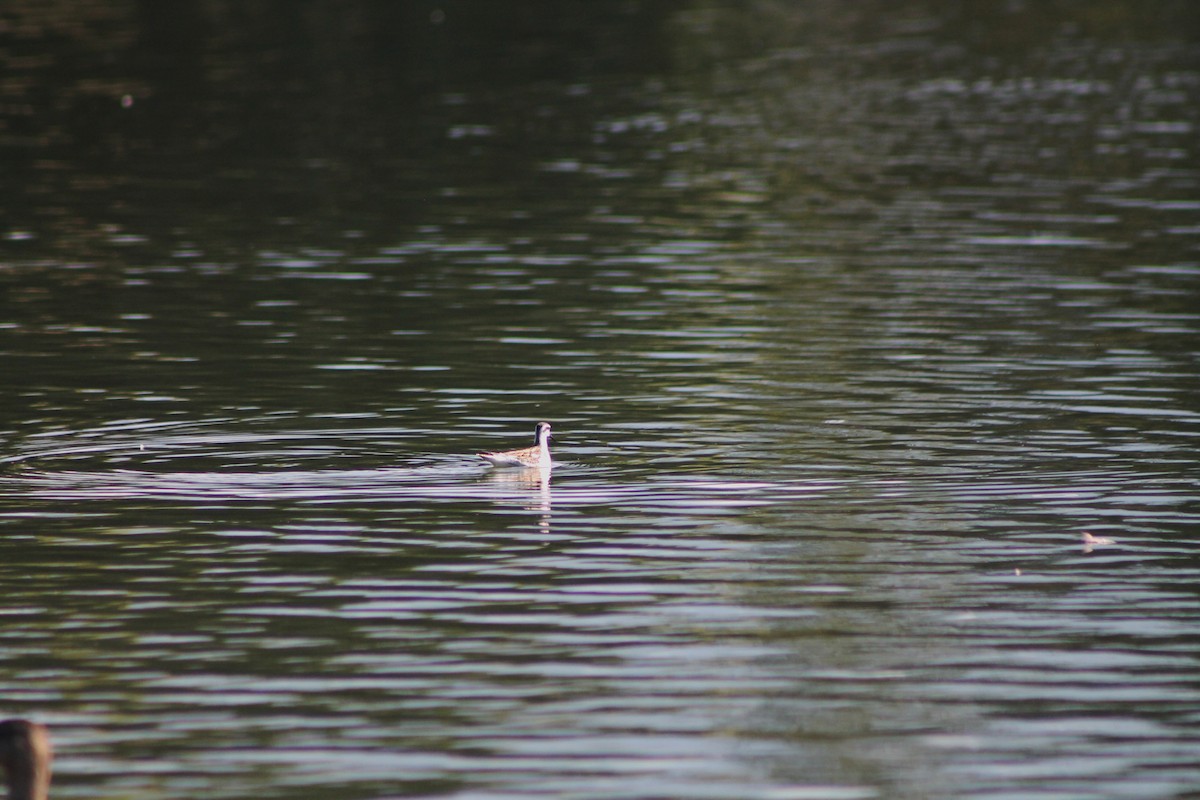 svømmesnipe - ML372436231