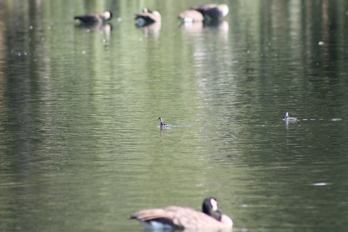 Red-necked Phalarope - ML372436241