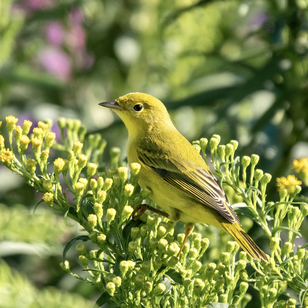 Yellow Warbler (Northern) - ML372436401