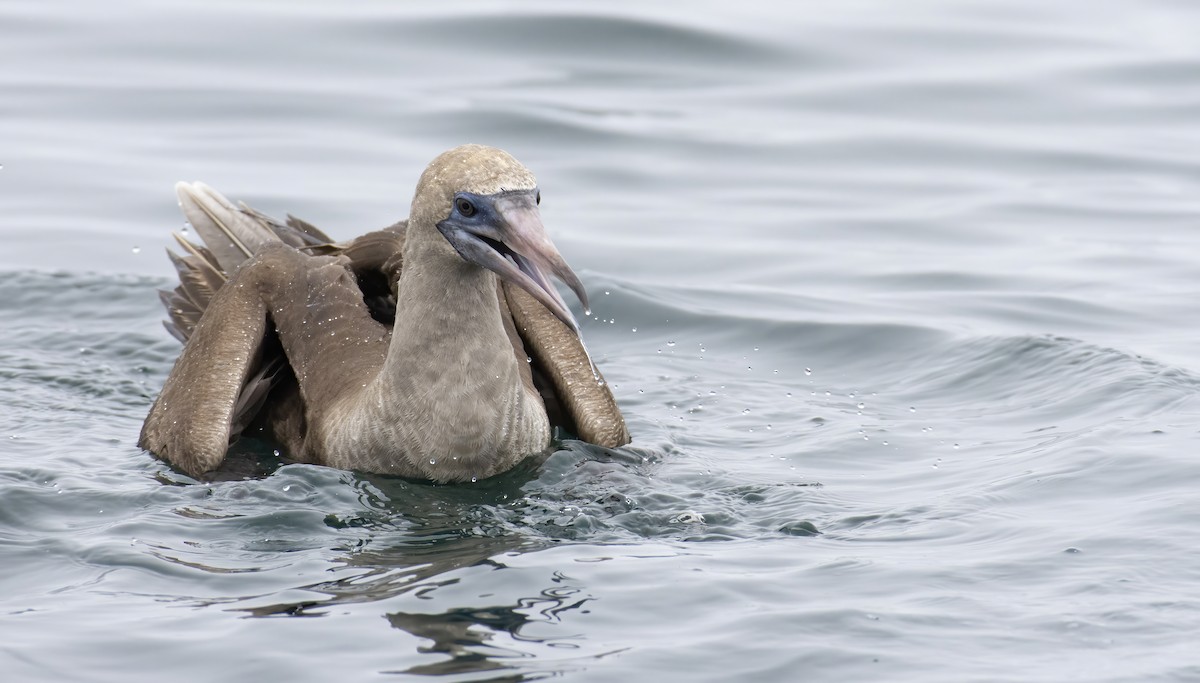 Red-footed Booby - ML372437741