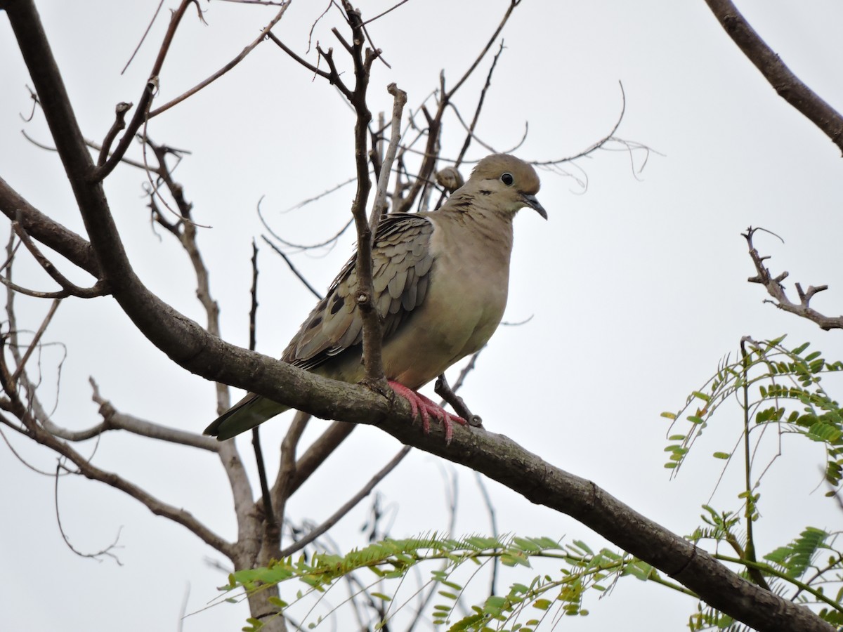 Eared Dove - ML372438001