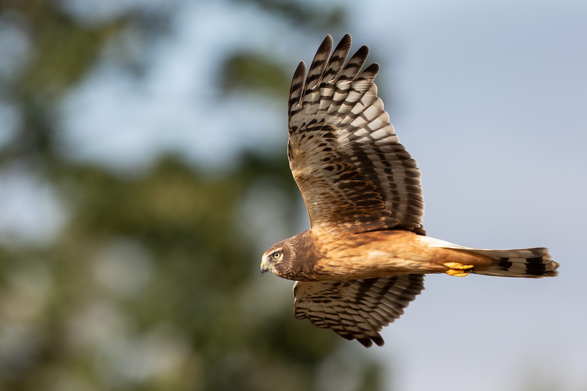 Northern Harrier - ML372440481