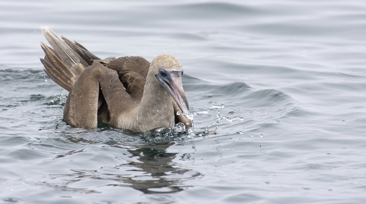 Red-footed Booby - ML372441001