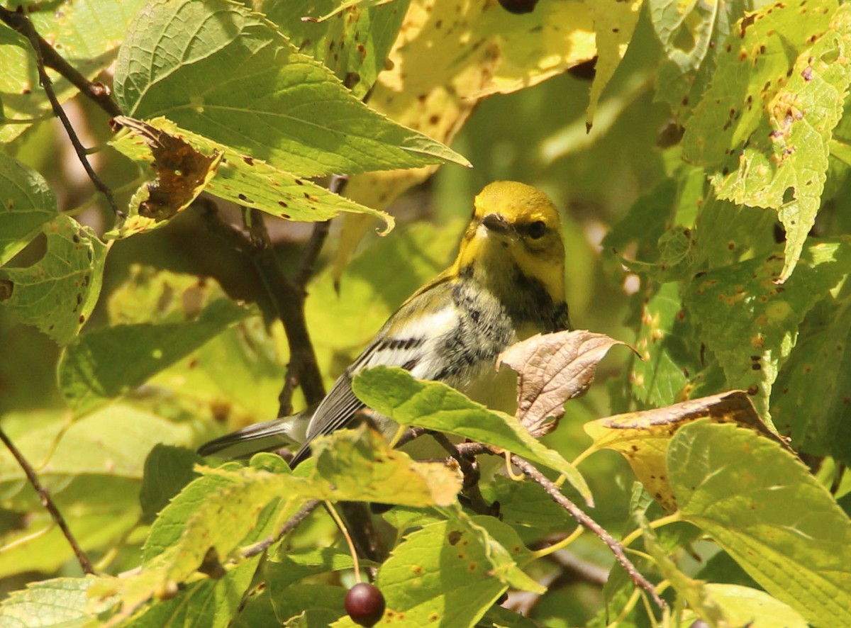 Black-throated Green Warbler - ML372441641