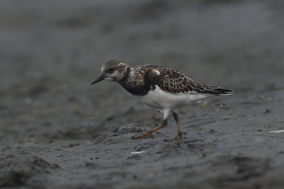 Ruddy Turnstone - ML37244251