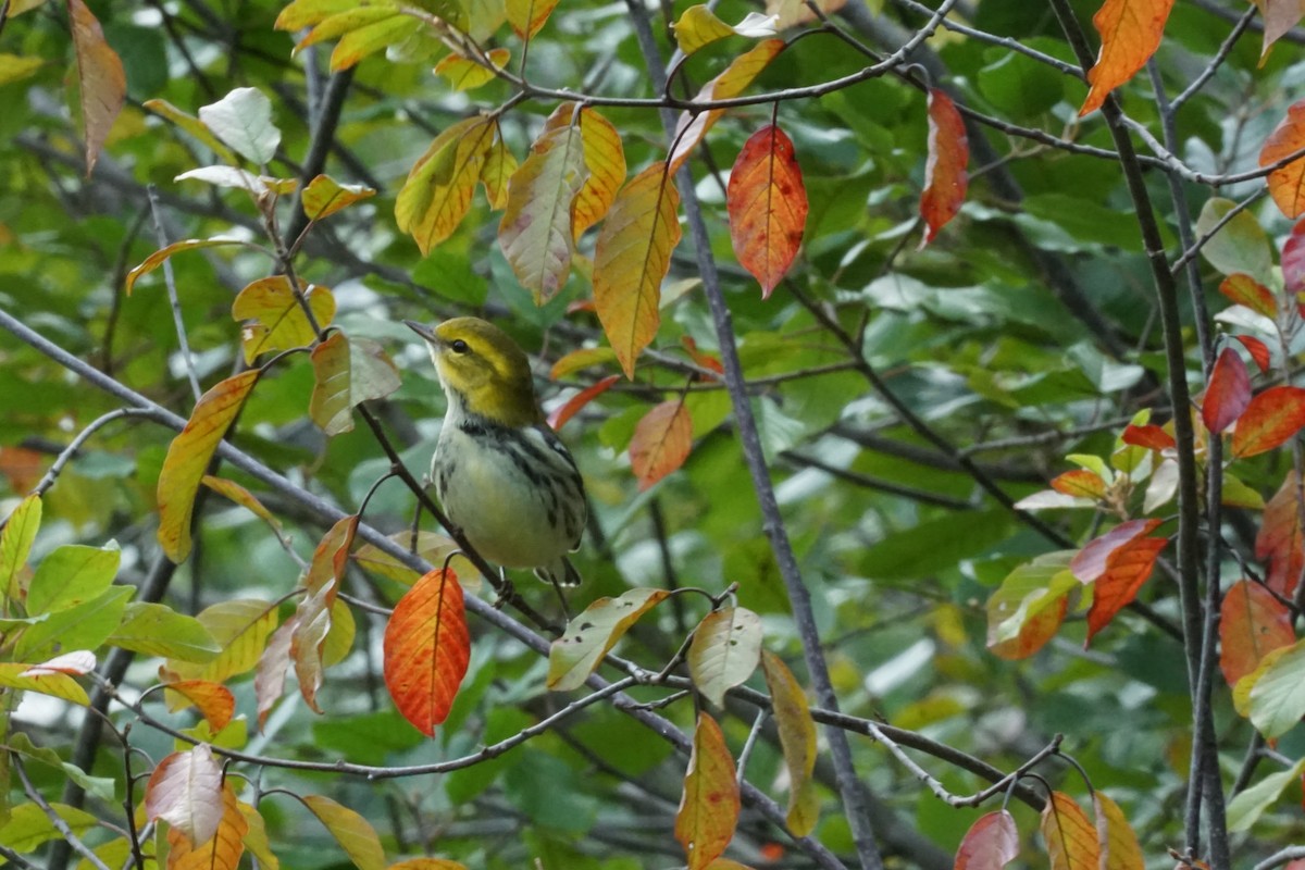 Black-throated Green Warbler - ML372444041