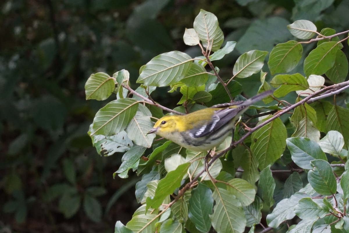 Black-throated Green Warbler - ML372444071