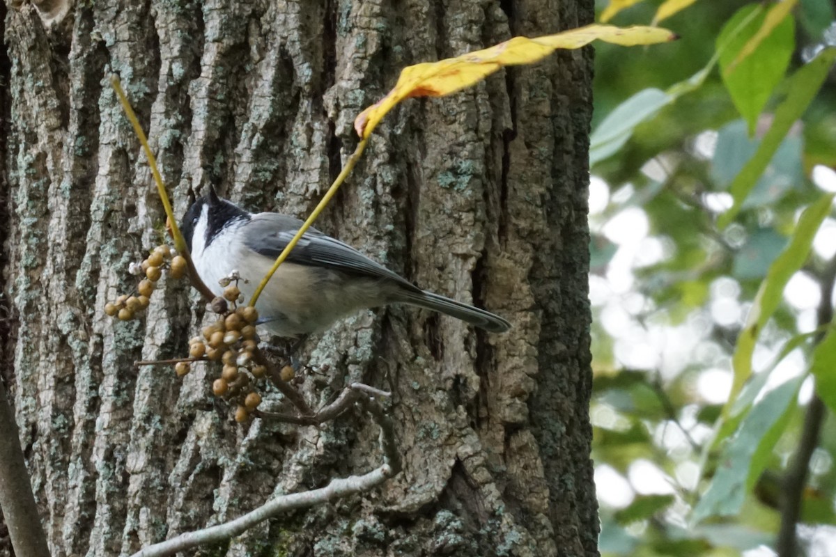 Black-capped Chickadee - ML372444121