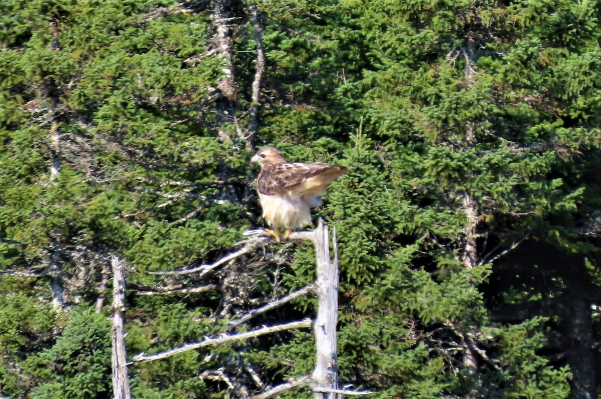 Red-tailed Hawk - ML372444431