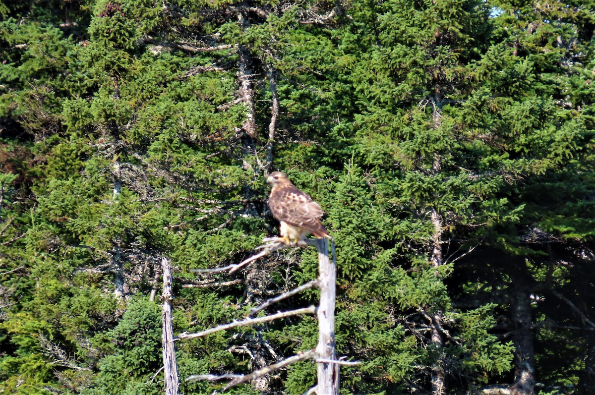 Red-tailed Hawk - ML372444521
