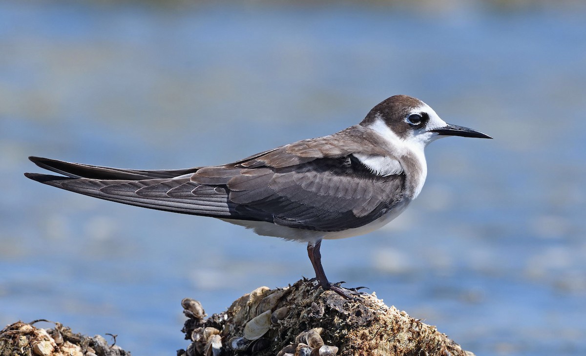 Black Tern - Denny Swaby