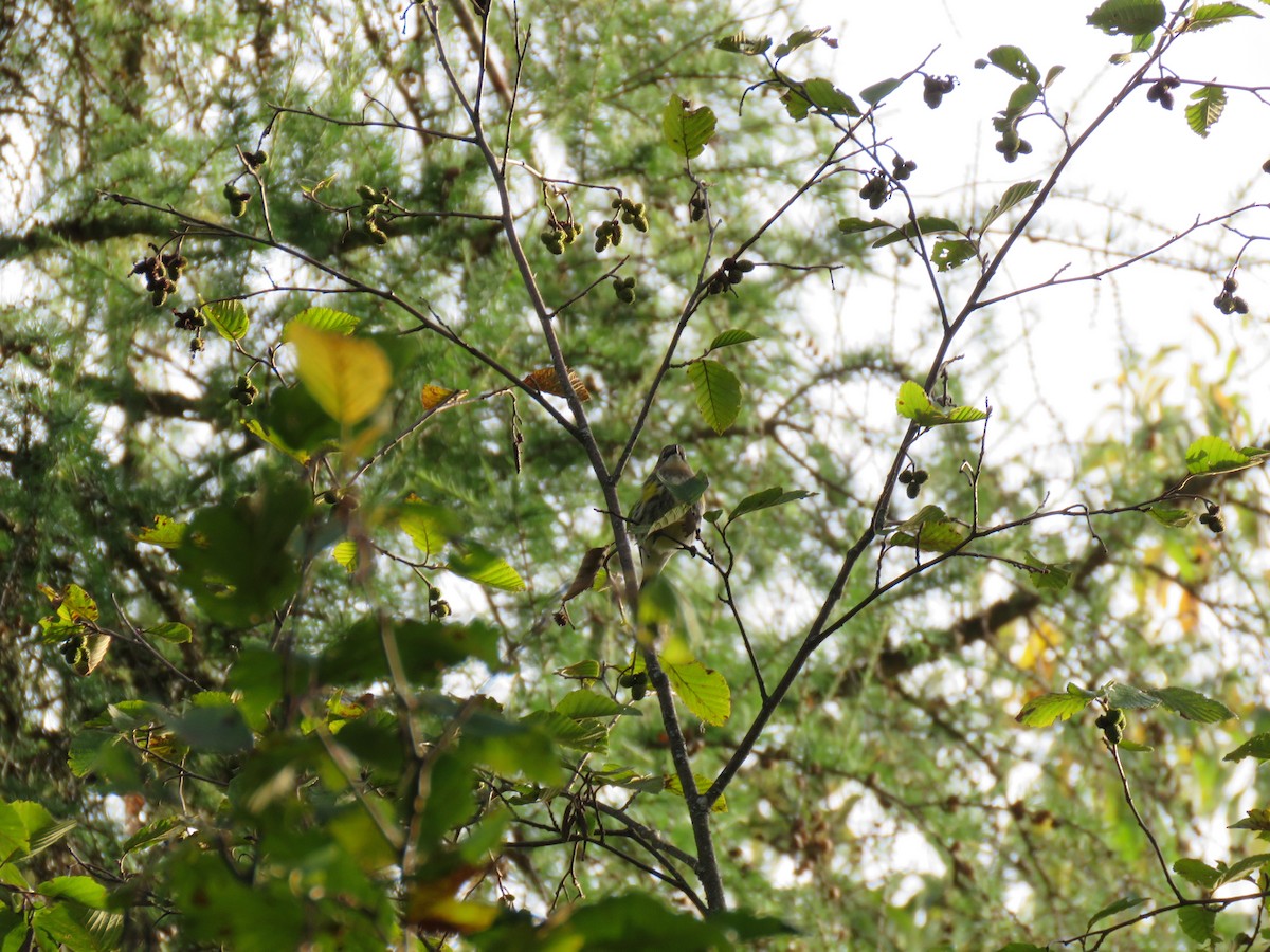 Yellow-rumped Warbler - ML372446351