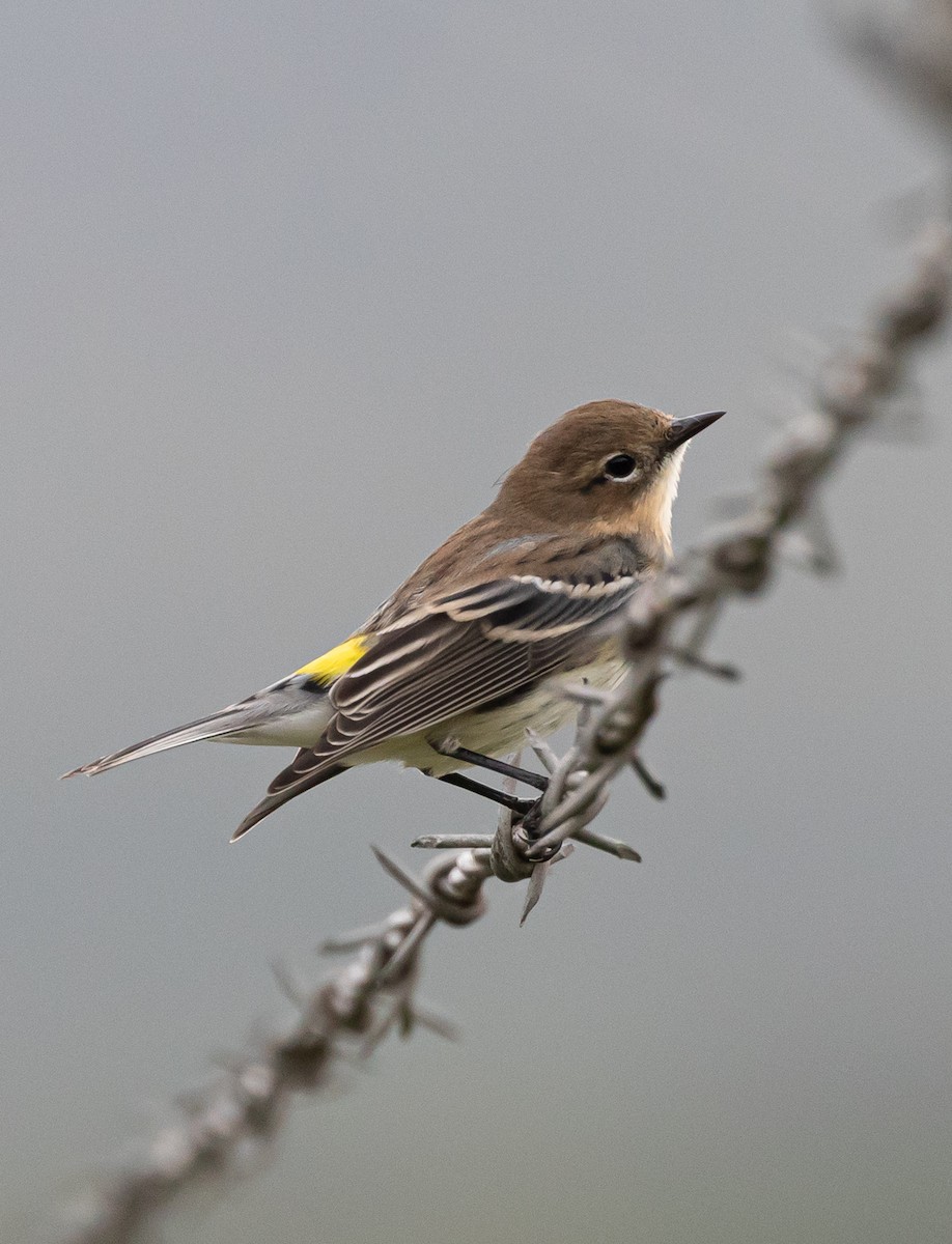 Yellow-rumped Warbler (Myrtle) - ML372447081