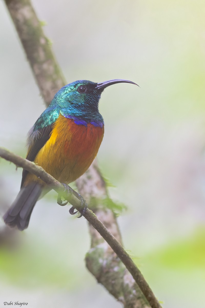 Loveridge's Sunbird - ML372447911