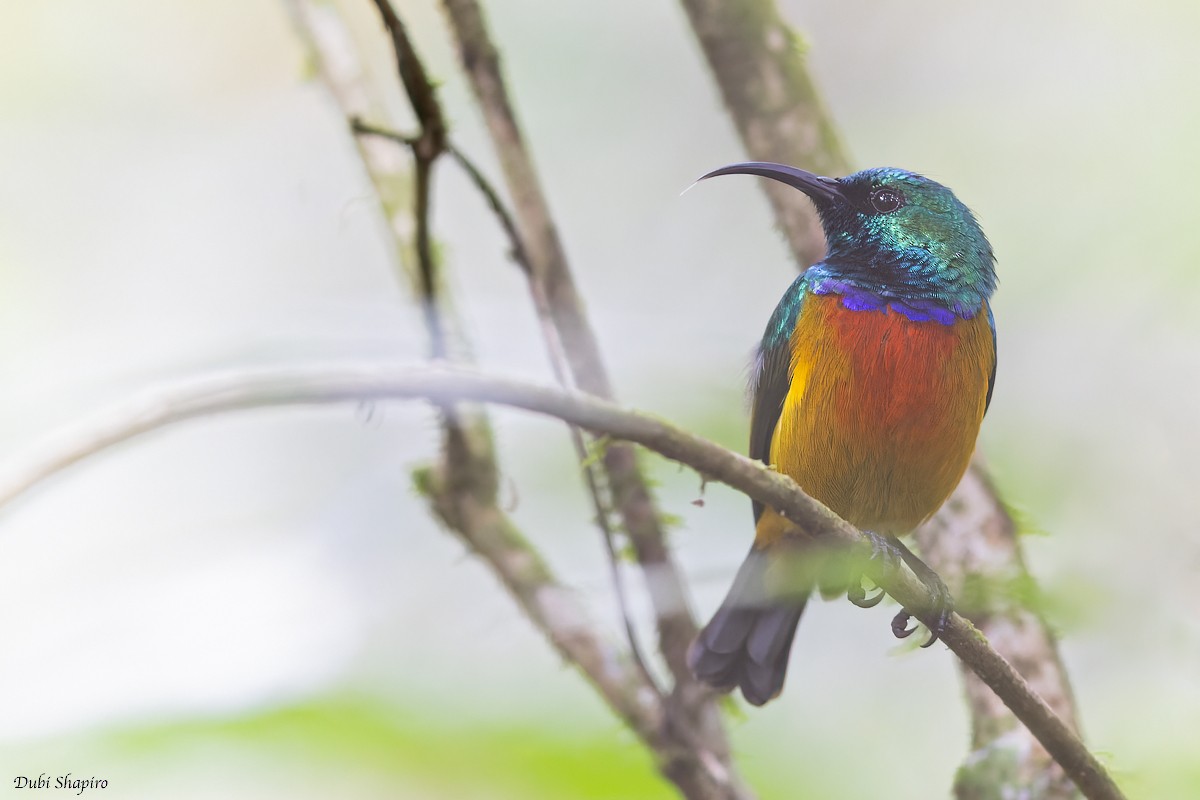 Loveridge's Sunbird - ML372448001