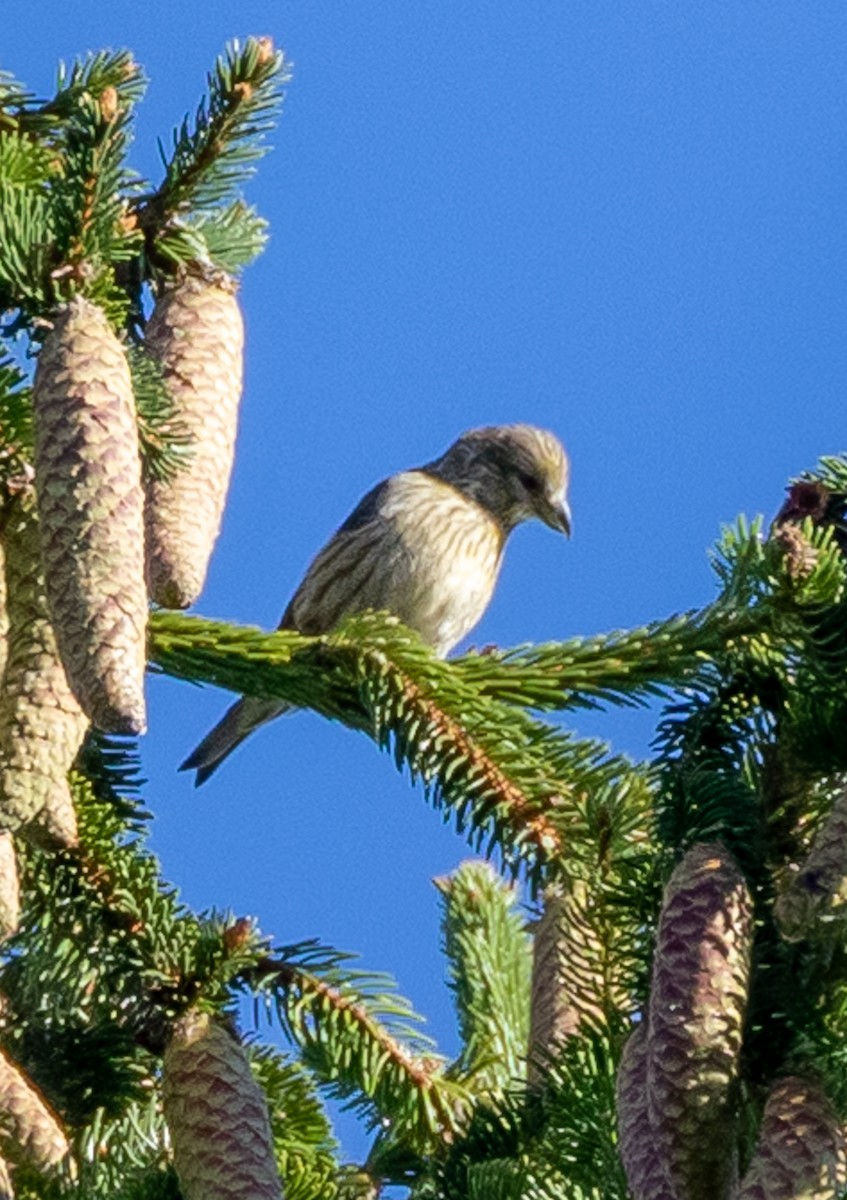 Bec-croisé des sapins - ML372448111