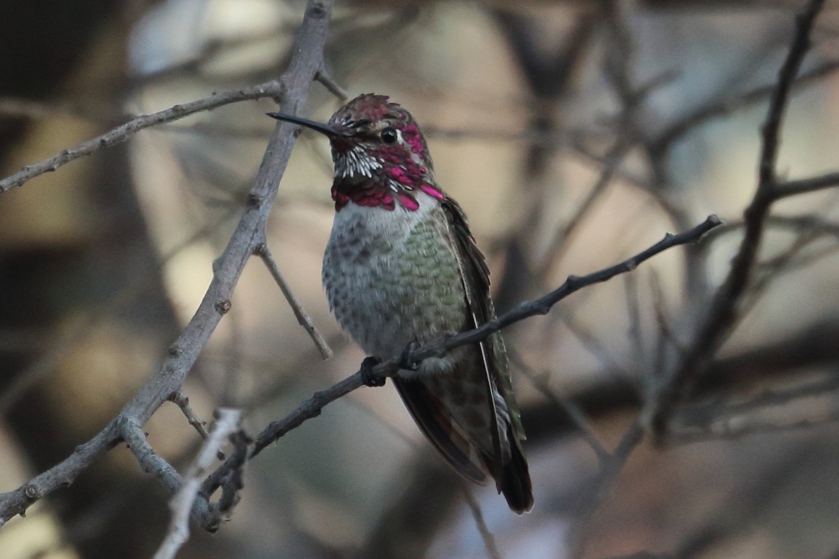 Anna's Hummingbird - Jeffrey Fenwick