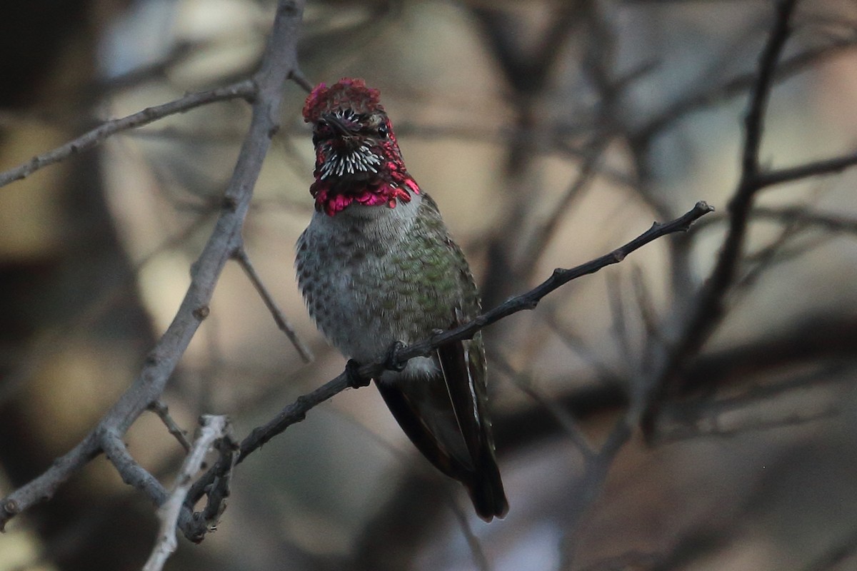 Anna's Hummingbird - Jeffrey Fenwick