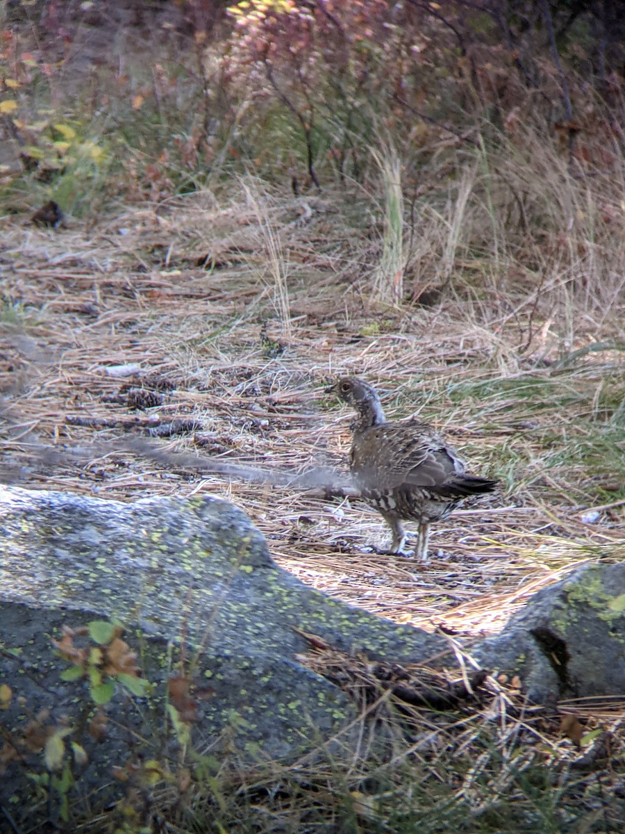 Dusky Grouse - ML372450441