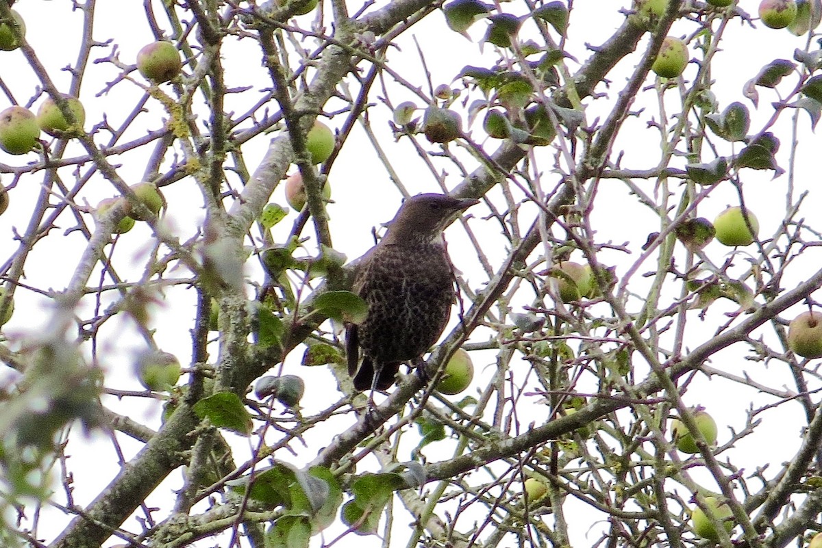 Mirlo Capiblanco (torquatus) - ML37245071