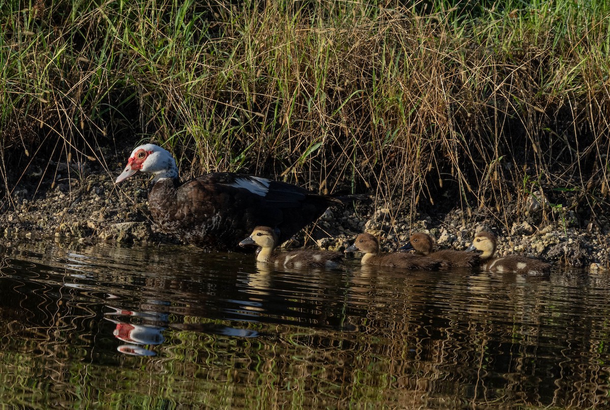 Muscovy Duck (Domestic type) - ML372450831