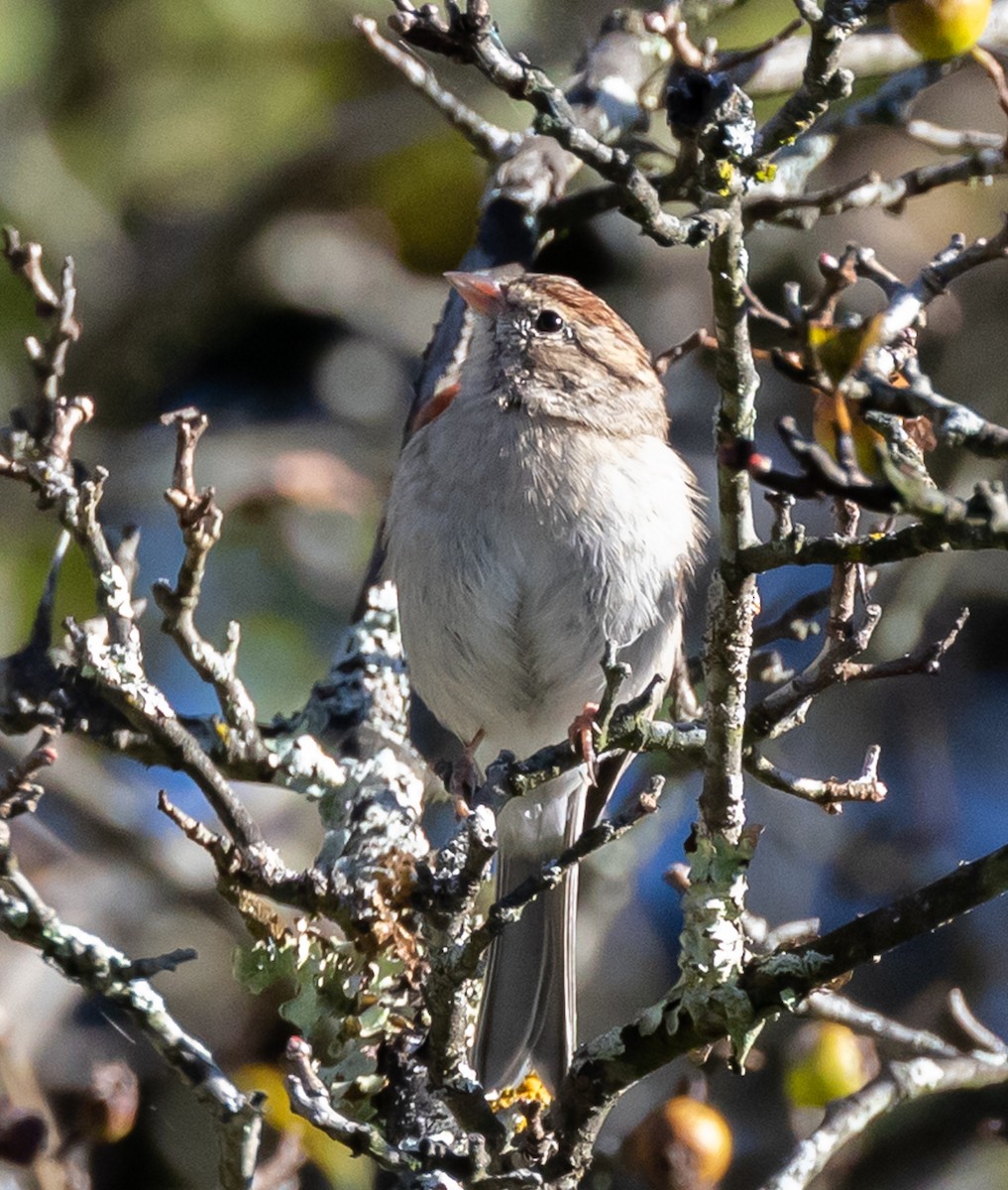 Chipping Sparrow - ML372451291