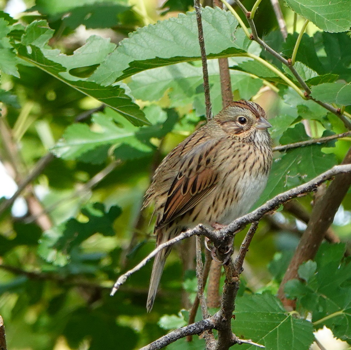 Lincoln's Sparrow - Megan Heneke