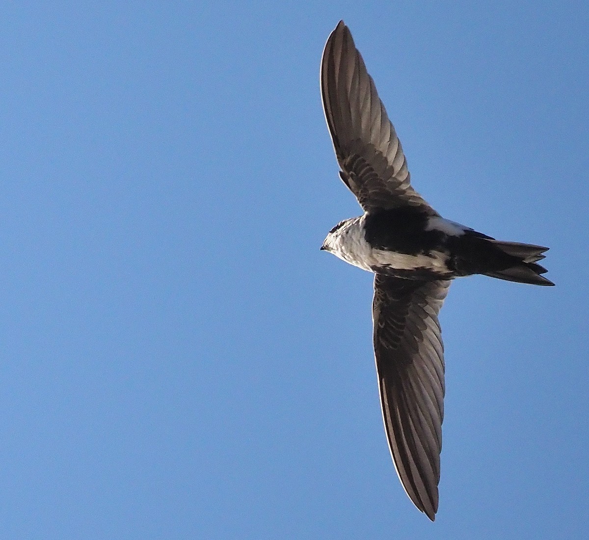 White-throated Swift - ML372452451