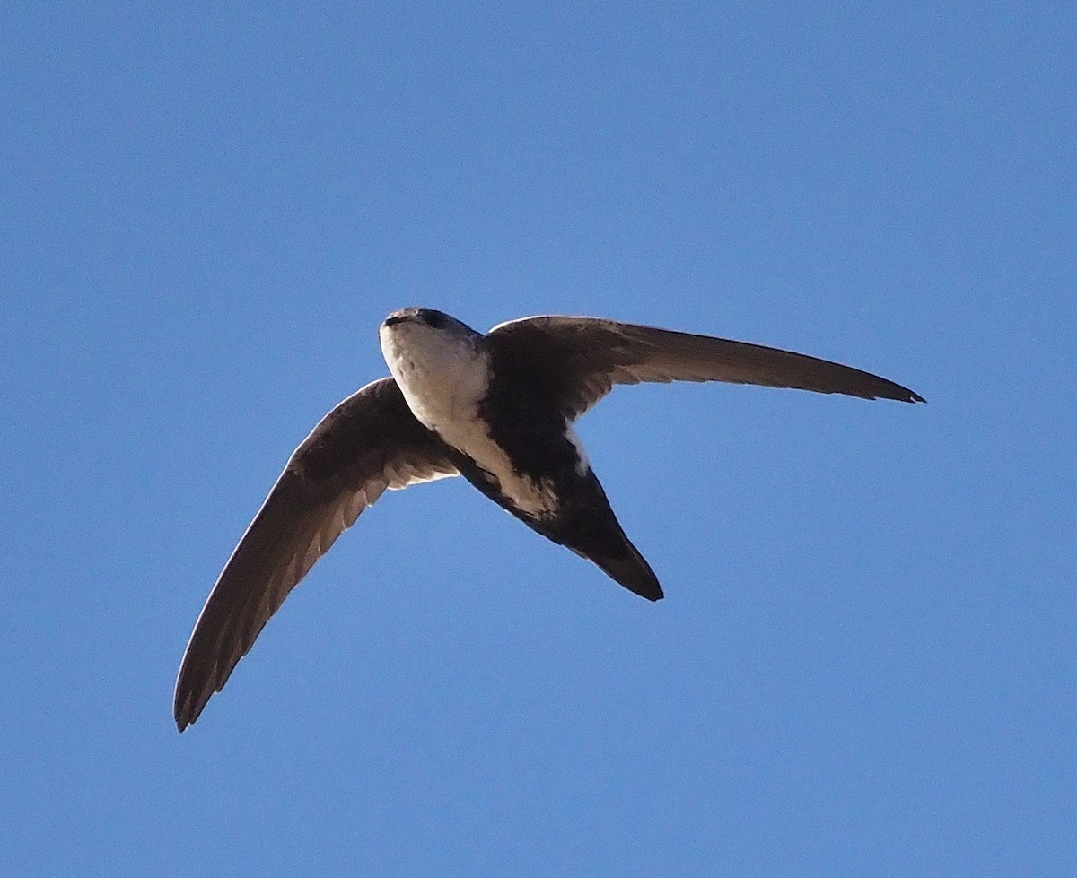 White-throated Swift - ML372452491